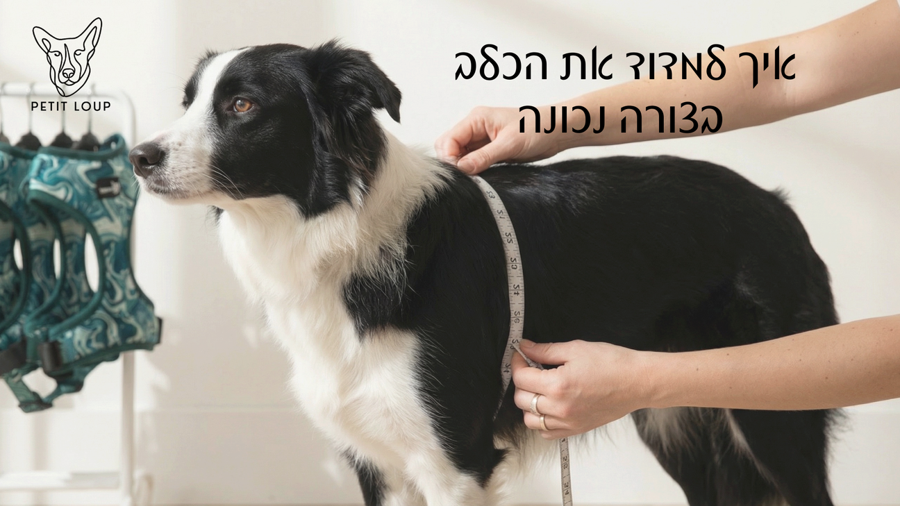 איך למדוד נכון כלב לרתמה או קולר