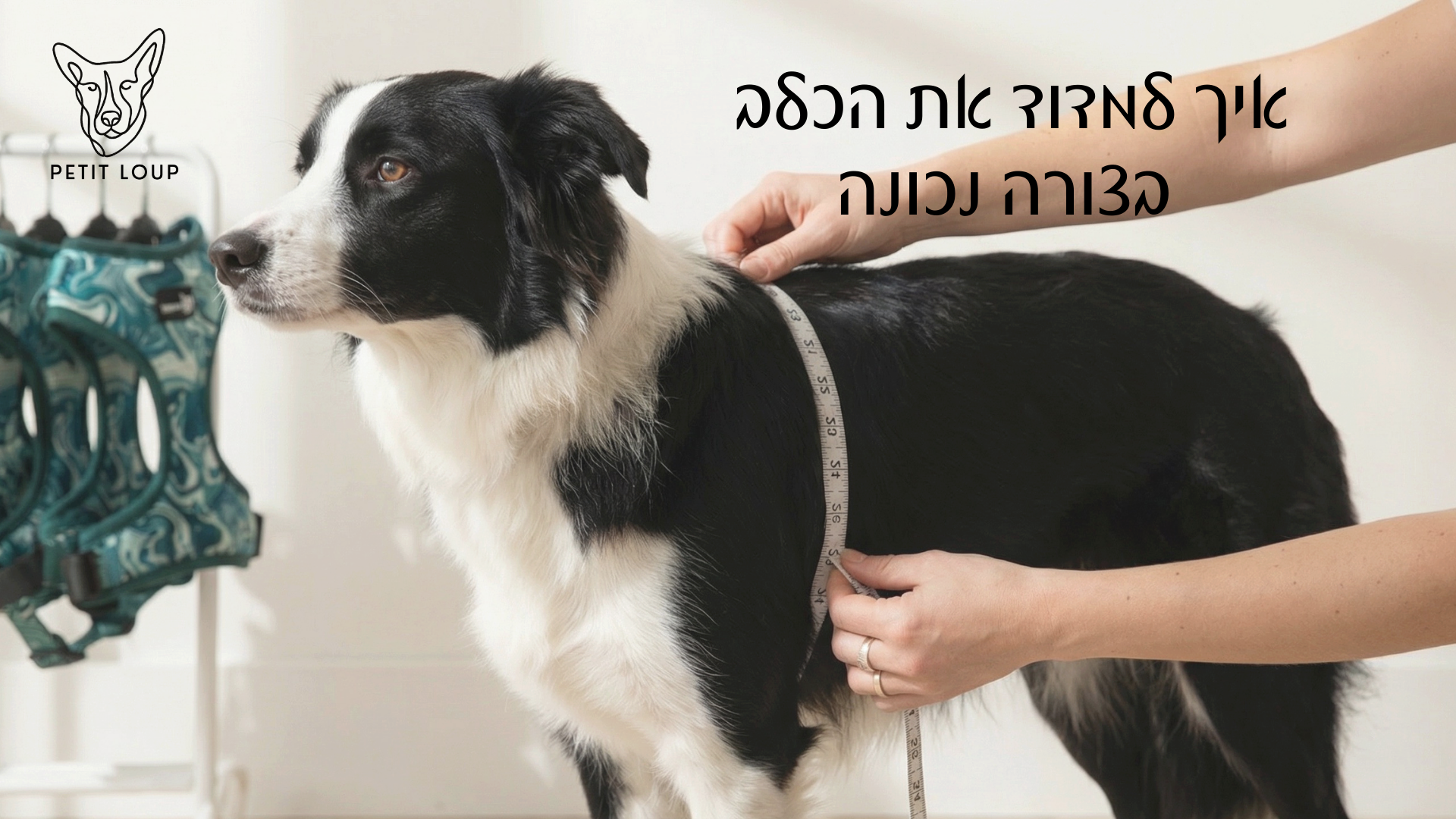 איך למדוד נכון כלב לרתמה או קולר