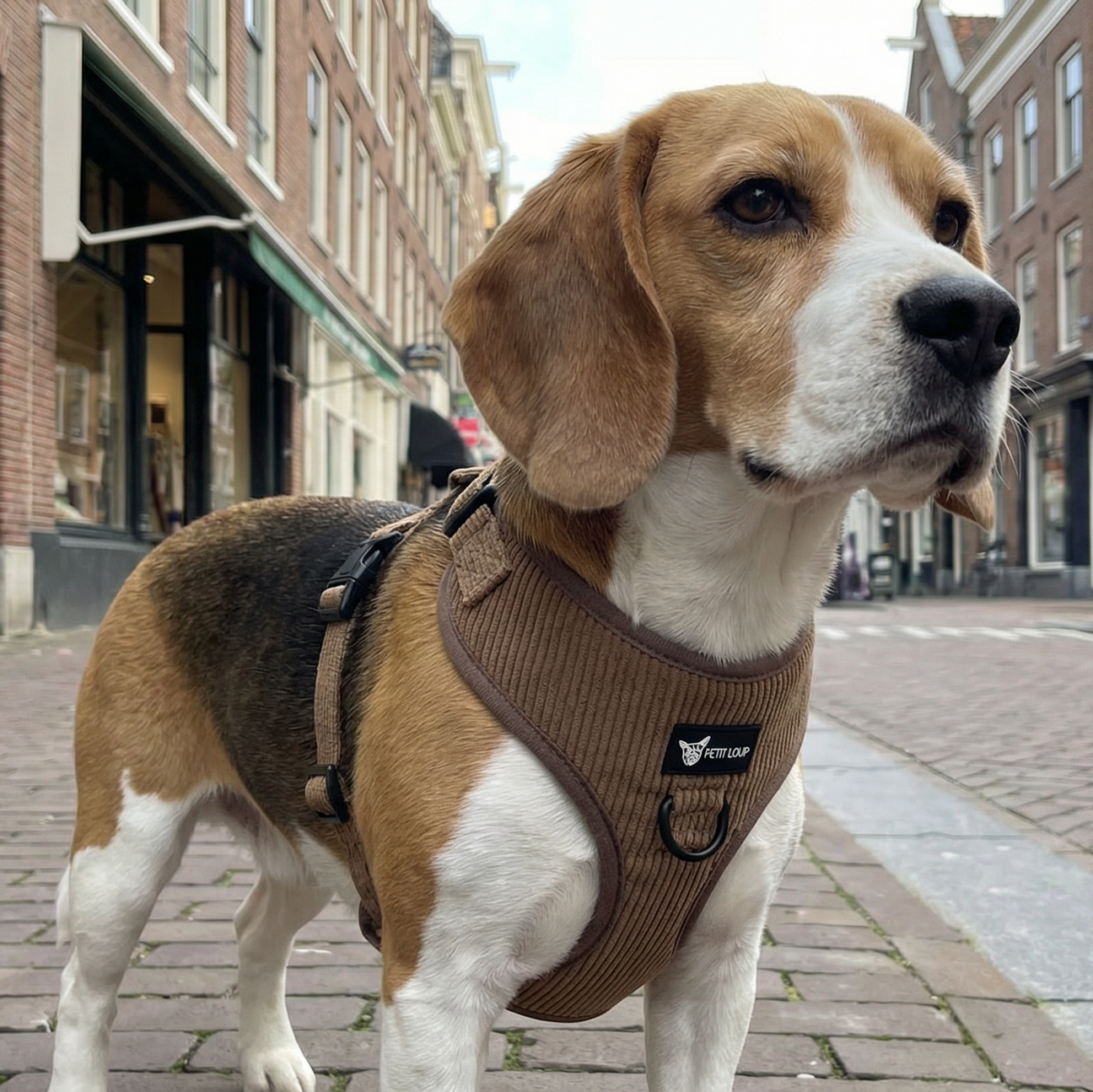 רתמה לכלב - Brownie