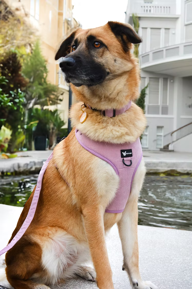 Dog wearing a pink harness sitting on a sidewalk with a building and trees in the background