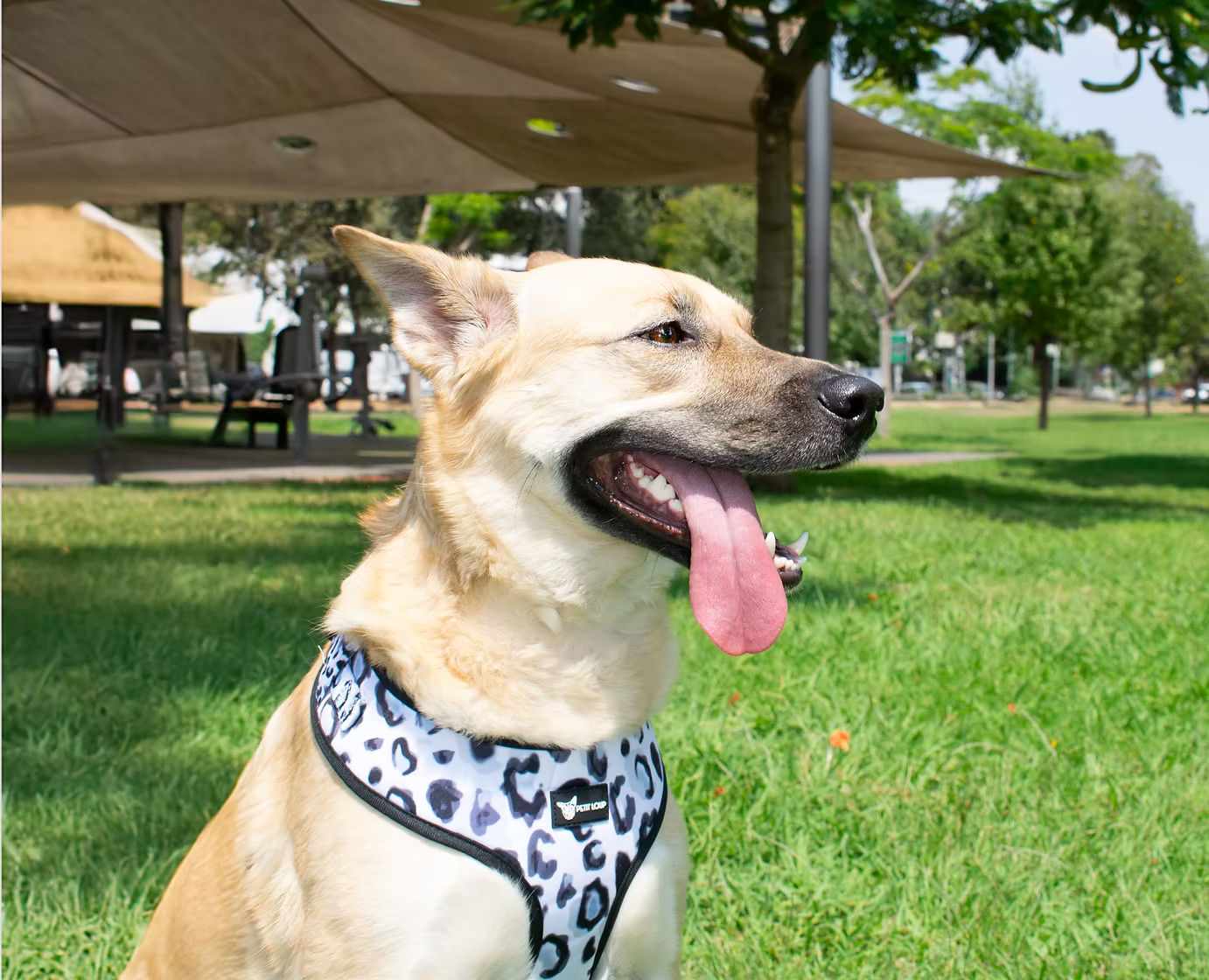 Wild Paws - סט לכלב