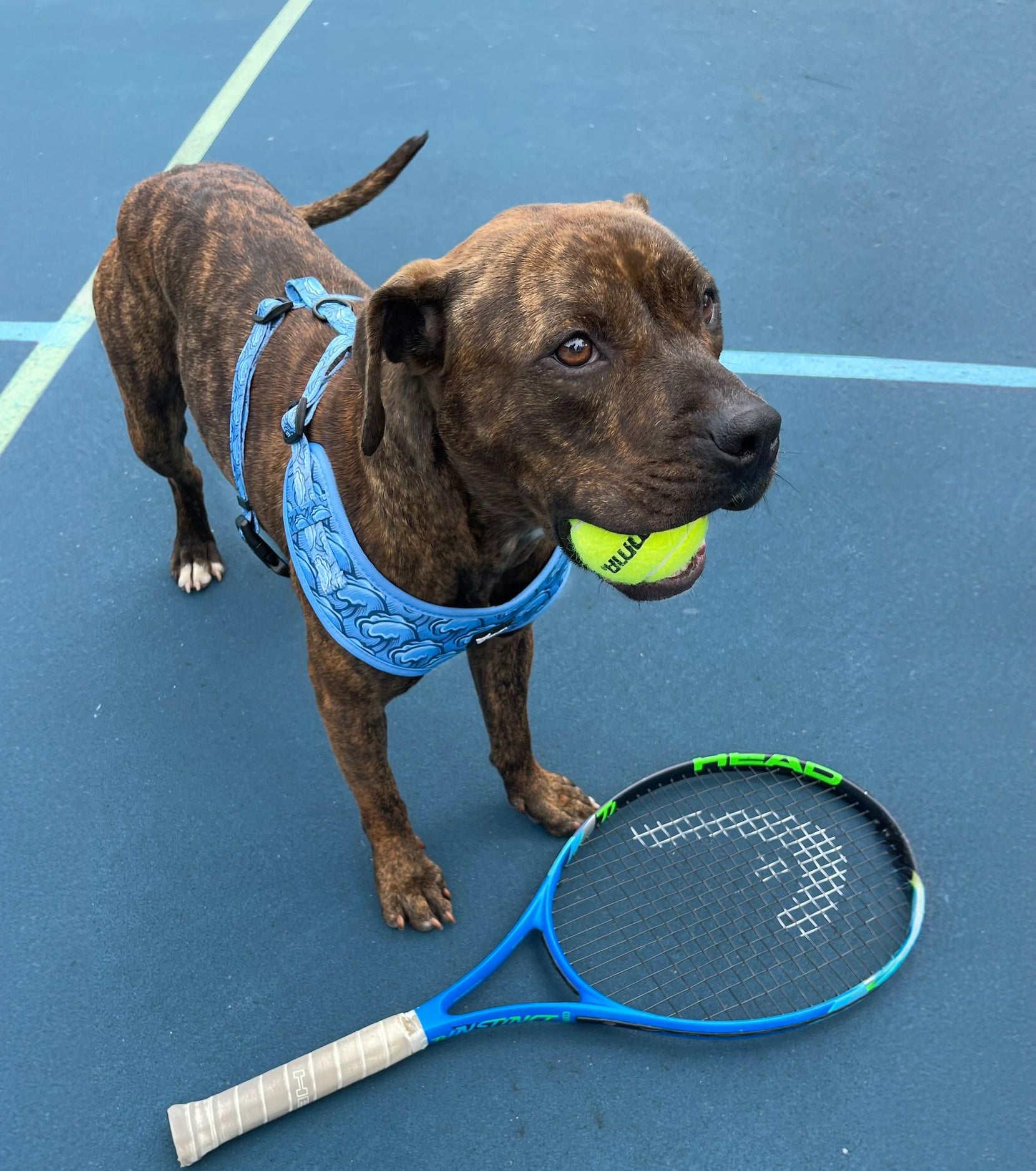 סט לכלב -Wave Rider