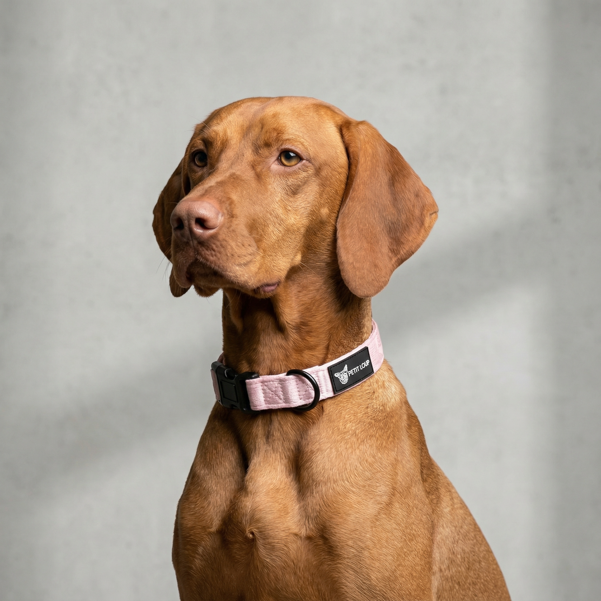 קולר לכלב - Amour