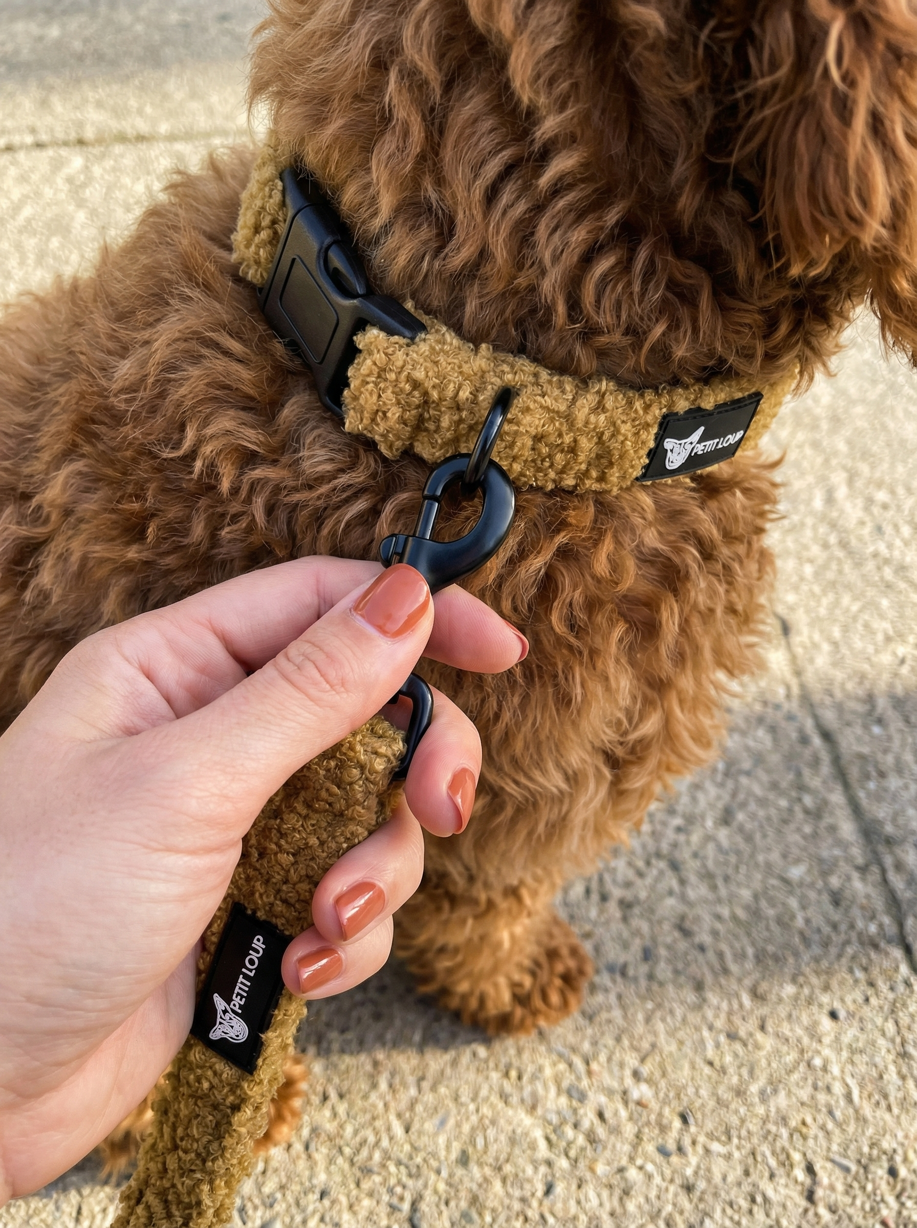 סט לכלב - Teddy Bear