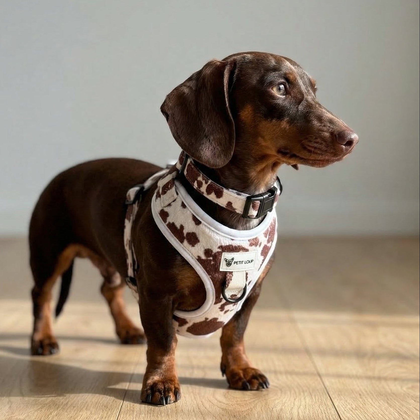 Dachshund wearing a patterned harness on a wooden floor