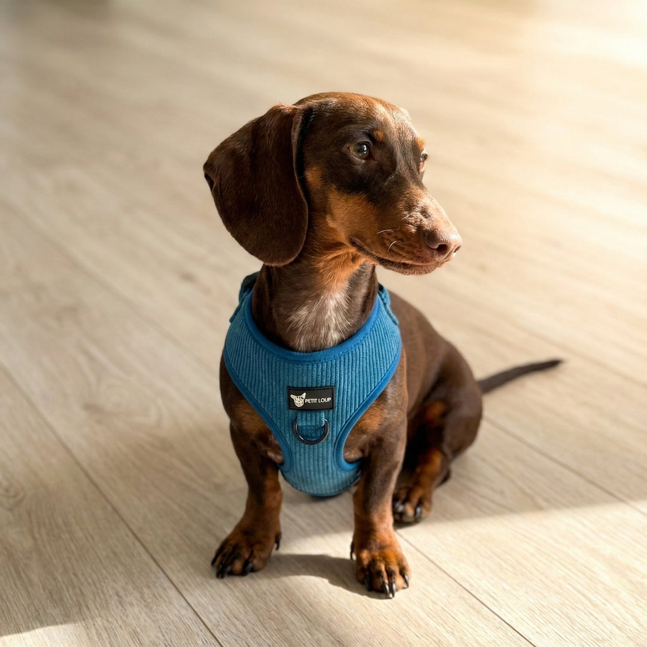 רתמה לכלב- נייבי