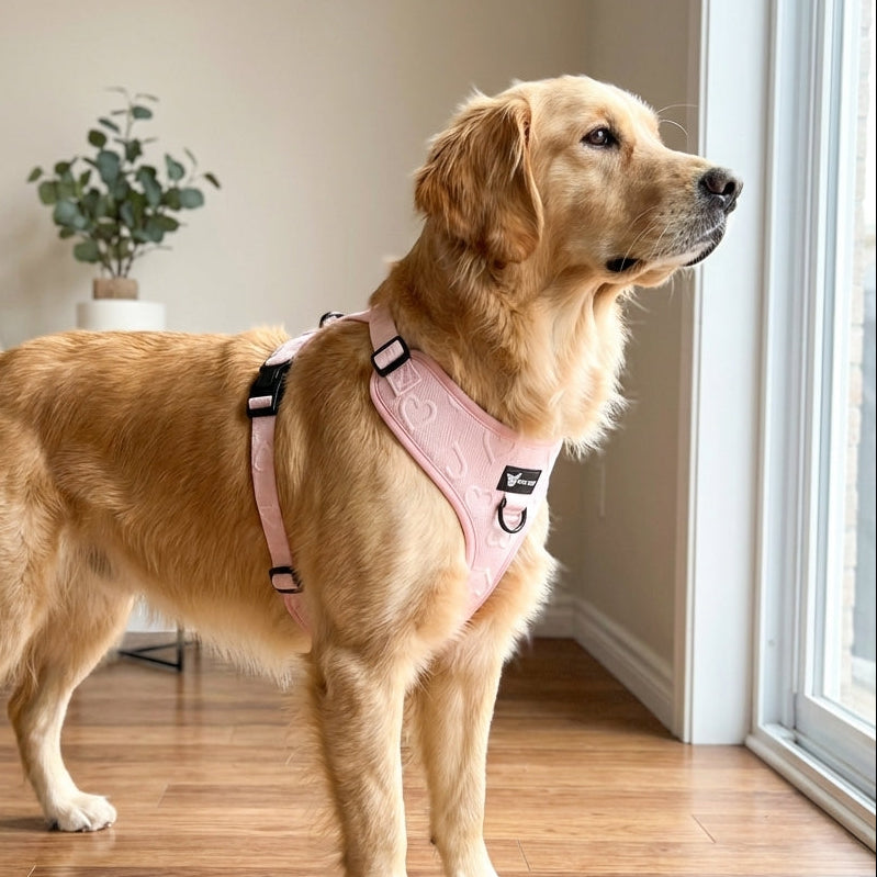 סט לכלב - Amour